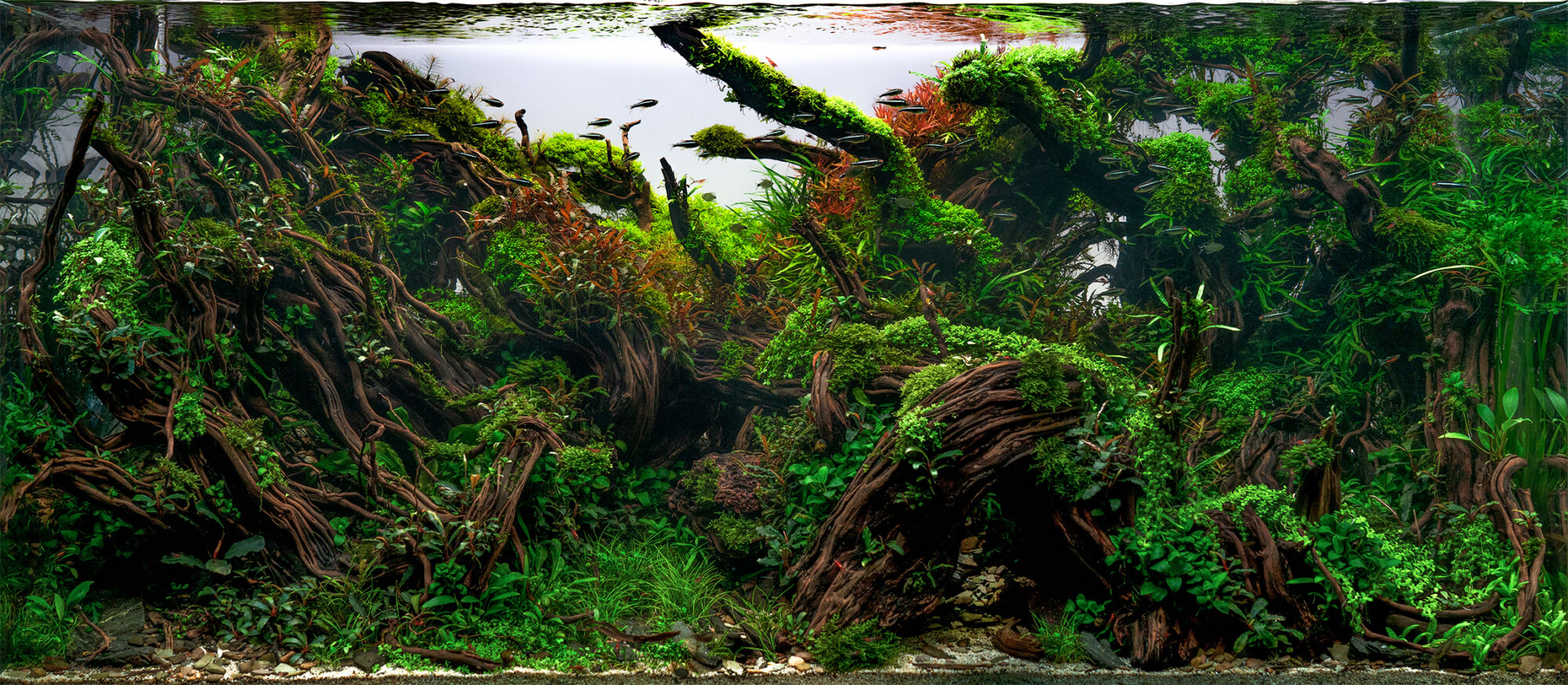 IAPLC-2021-vladimir-tomek-akvarium